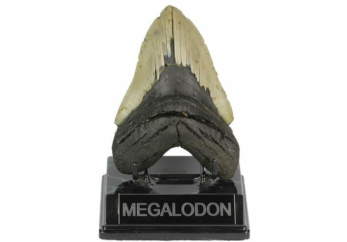 Fossil Megalodon Tooth - North Carolina #124902